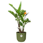 vibes fold rond 47cm vert fougère